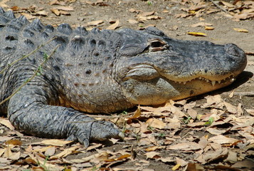 crocodile