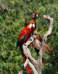 couple de perroquets
