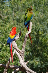 couple de perroquets