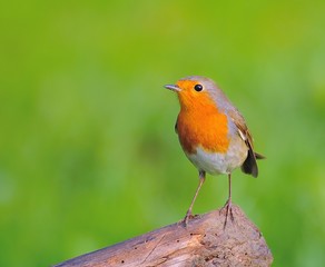 Petirrojo , Erithacus rubecula