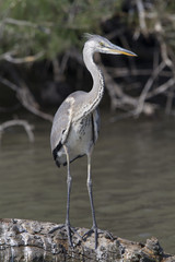 Grey Heron, Ardea cinerea