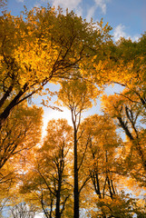 Forêt en automne