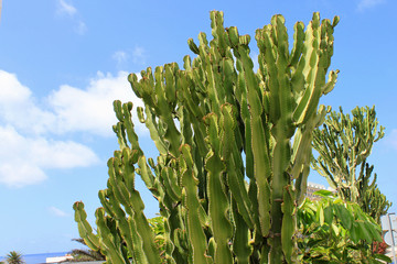 Kaktus