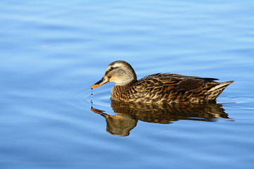 Duck with a drop