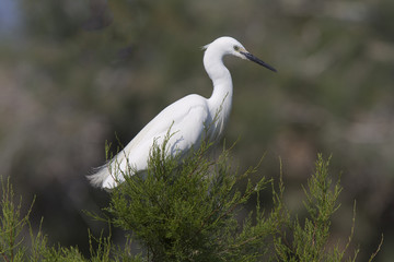 Little Egret, Egretta garzetta