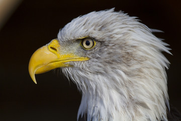 American bald eagle