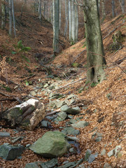silver-beech tree trunks against the dry leaves