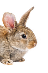 one young brown rabbit