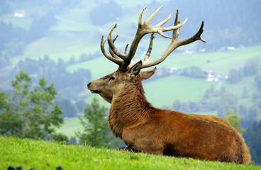 K&ouml;nig des Waldes