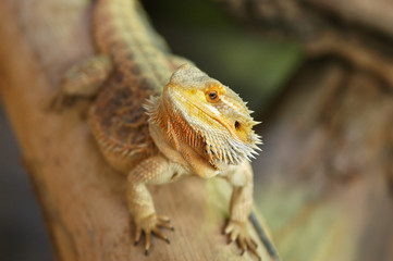 Bearded Dragon - Pogona Vitticeps