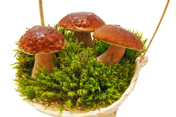 three mushrooms on moss