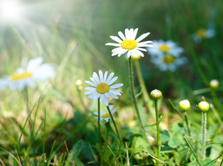 Wild Camomile