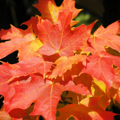 Colorful Maples