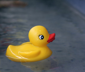 Rubber duck in water