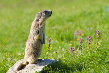 marmot in the alps