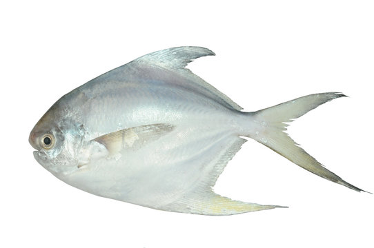 Fototapeta White Pomfret, Fish On White Background