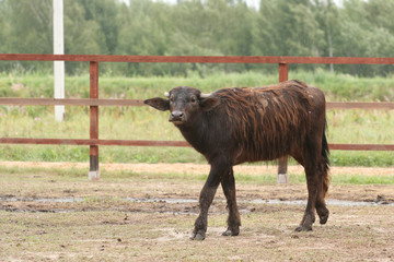 Fototapeta premium Малыш