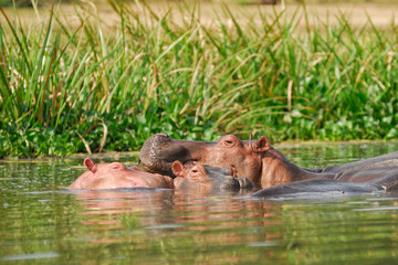 hippopotamus school