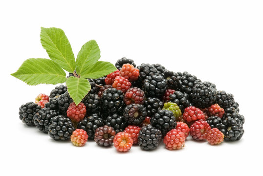 blackberries
