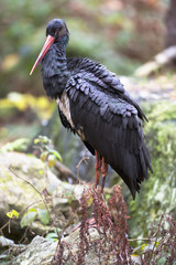 Schwarzstorch