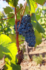 Naklejka premium Raisin sur la vigne