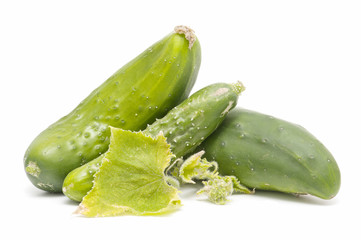 ecological cucumbers