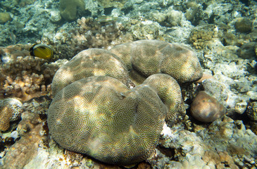 coral reef