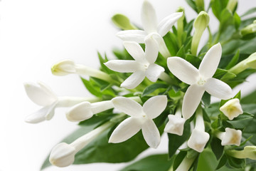 bouvardia white flower , wedding flower