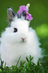 Hase