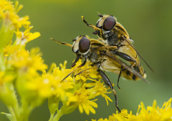 Bzyg Helophilus pendulus © Gucio_55