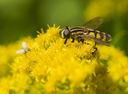 Bzyg Helophilus pendulus