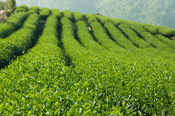 Green Tea Farm