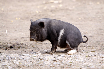 Mini-Schwein