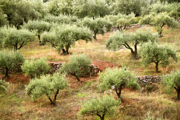 Olivenbaum - Plantage auf Kreta