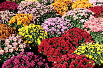 Pots of Colourful Chrysanthemums Background
