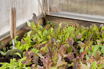 baby lettuce on greenhouse
