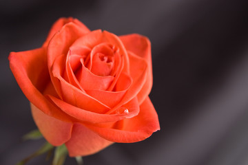 Red rose, close-up