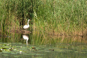 swan in reeds on the pond
