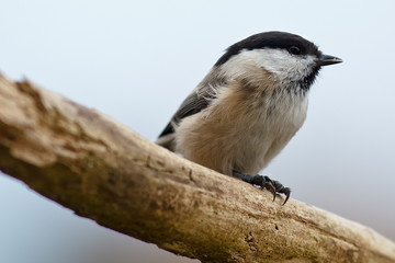 Tannenmeise (Periparus ater)