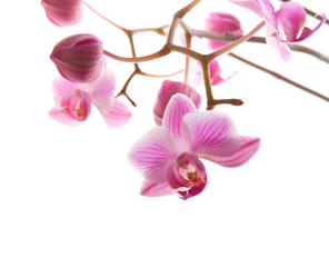 Fototapeta na wymiar abundant flowering of pink stripy phalaenopsis orchid