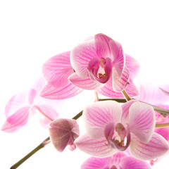 abundant flowering of pink stripy phalaenopsis orchid