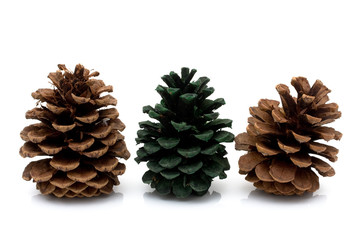 Pinecones