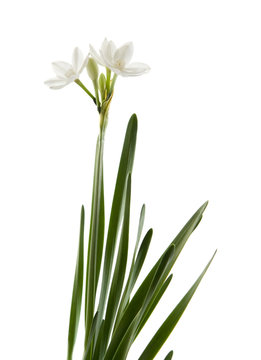 Narcissus papyraceus; Paperwhite;