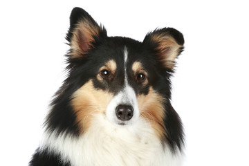 Sheltie dog portrait on a white background