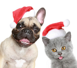 Puppy and kitten in red christmas cap