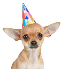 Chihuahua puppy in party hat