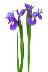 two purple iris