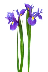 Acrylic prints Iris two purple iris