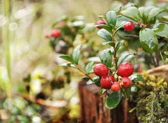 Uncultivated forest cranberries in woods