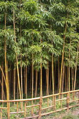 live bamboo - Phyllostachys bambusoides